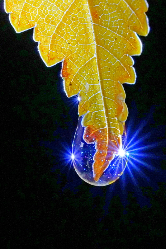Herbstblatt mit Wassertropfen