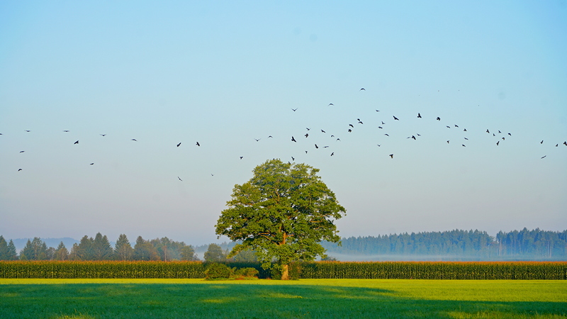 Baum mit Vgel